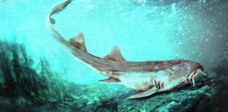 squalo preistorico nuova specie