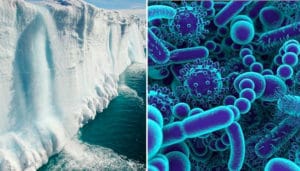 artico scioglimento ghiacci rilascia virus letali cimurro