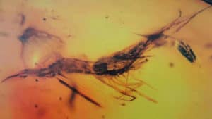 gamberetto fossili ambra