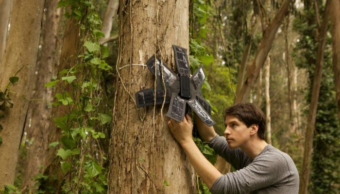 vecchi smartphone rainforest connection giungla