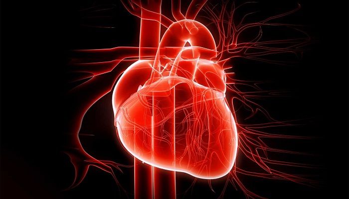Realizzato il primo cuore biorobotico, un ibrido biologico cibernetico