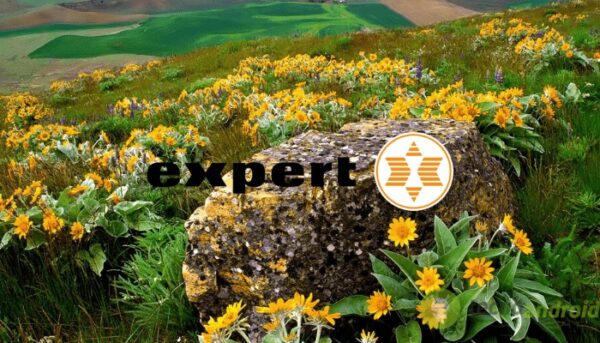 expert