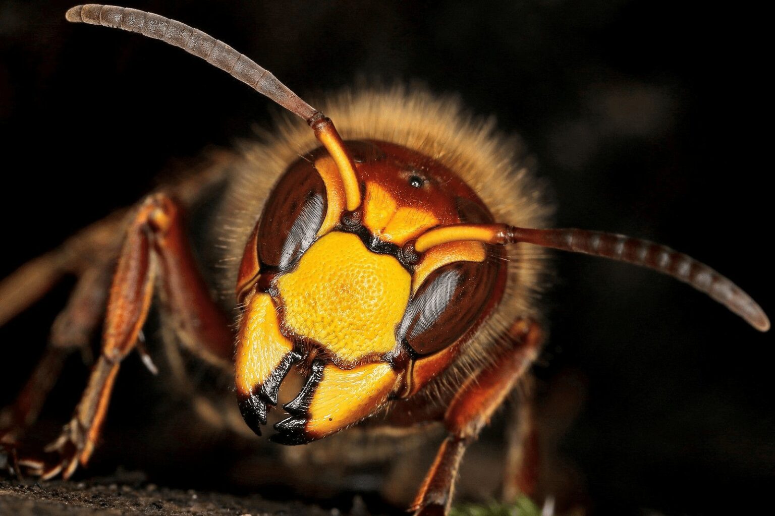 Vespa velutina calabrone asiatico