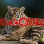 mediaworld