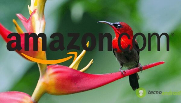 amazon