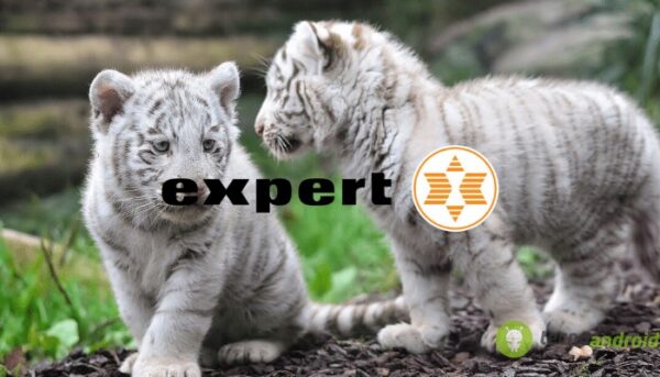 expert