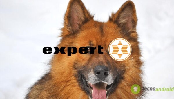 expert