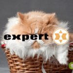 expert