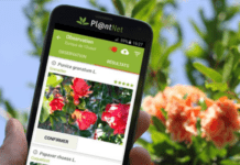 riconoscere-piante-app