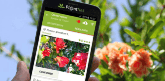 riconoscere-piante-app