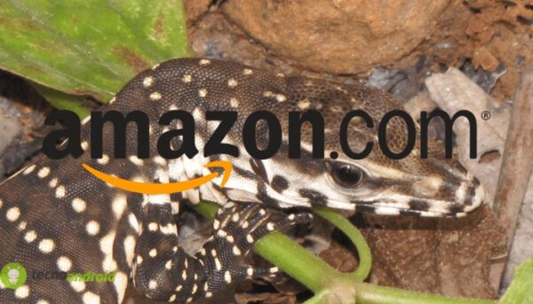 amazon
