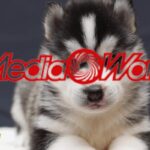 mediaworld
