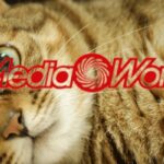 mediaworld