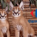 carrefour