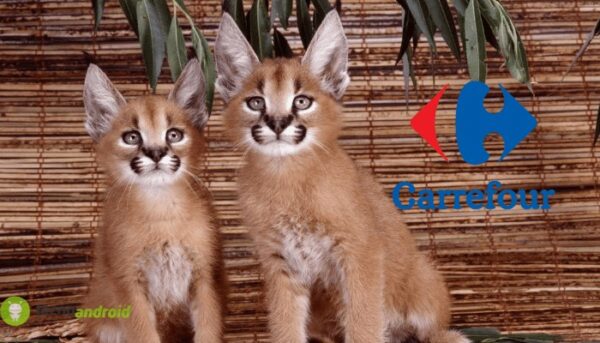 carrefour