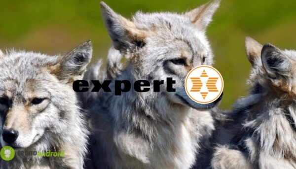 expert