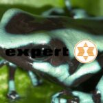 expert