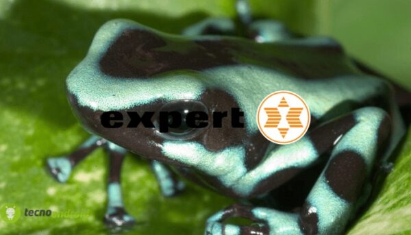 expert
