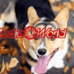 mediaworld