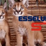 esselunga