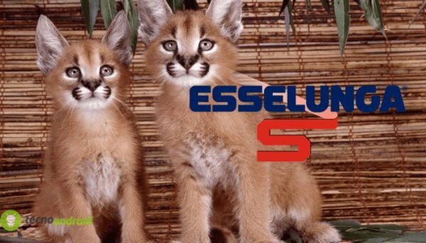esselunga