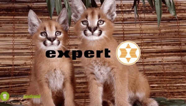 expert