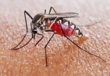 app android mosquito