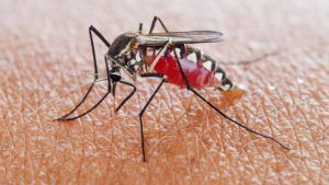 app android mosquito