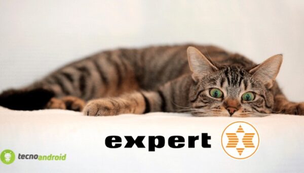 expert