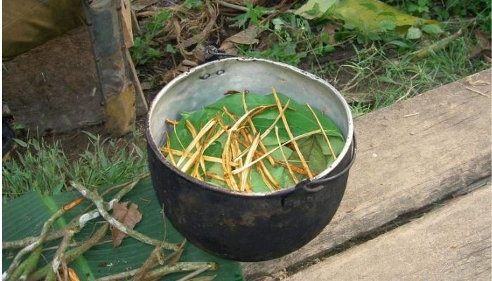 Un tè amazzonico con DMT stimola la formazione di nuovi neuroni cerebrali