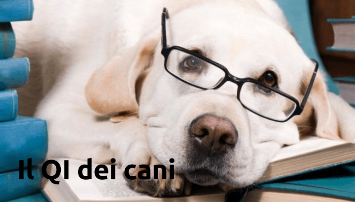 Intelligenza: la lista definitiva dei cani più intelligenti in assoluto