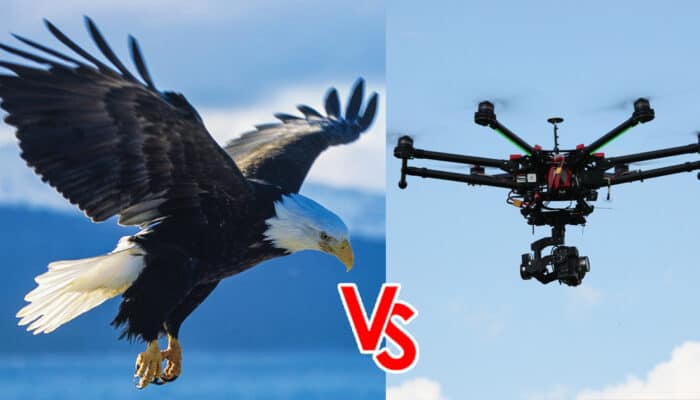 drone