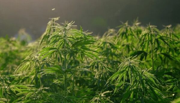 cannabis