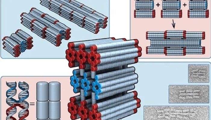 Costruiti nanorobot autoassemblanti utilizzando molecole di DNA