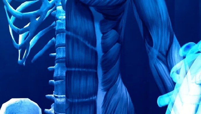 Individuata proteina che magnetizzata stimola il recupero muscolare