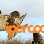 coop