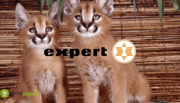 expert