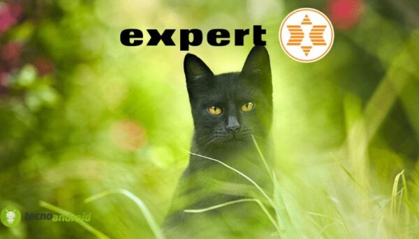expert