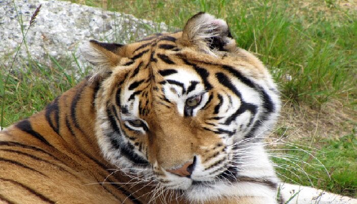 animali