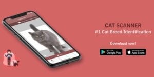 cat-scanner.