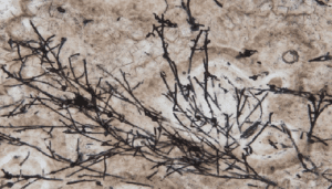 fossile