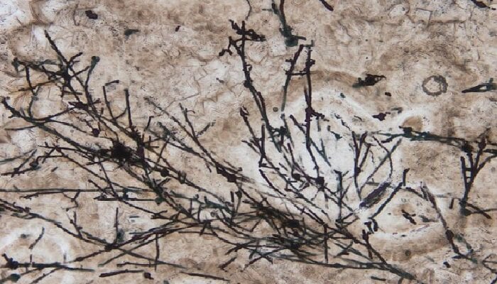 fossile