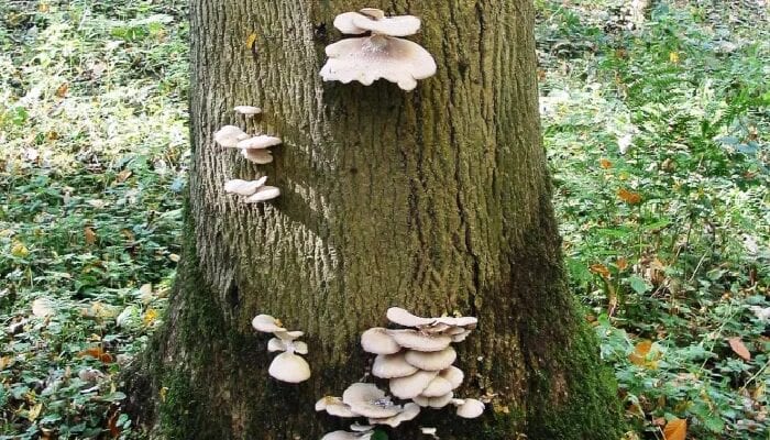 funghi