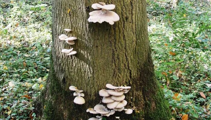 Funghi come materia prima per costruire dispositivi informatici