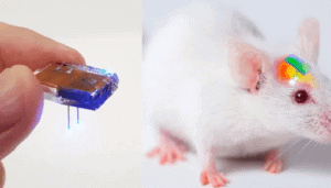neuroni