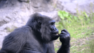 nuovo coronavirus