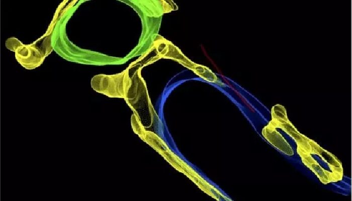 Cellule cardiache: scoperto un nuovo sistema di diffusione al loro interno