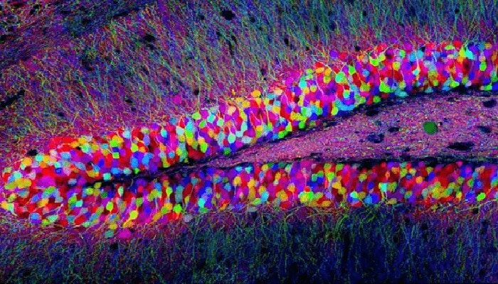 Nascono meno neuroni con l’avanzare dell’età: ecco il perché
