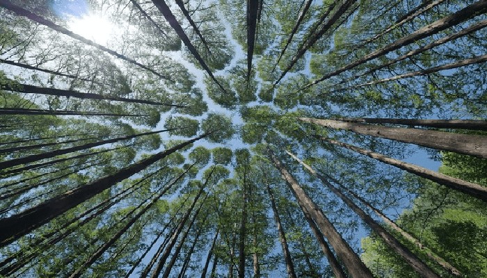 Polmone verde d’Europa sempre più vulnerabile: la colpa è del riscaldamento globale