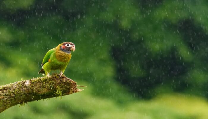 siccità